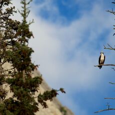 American Osprey (Pandion haliaetus carolinensis), Jasper NP, Alberta, Canada