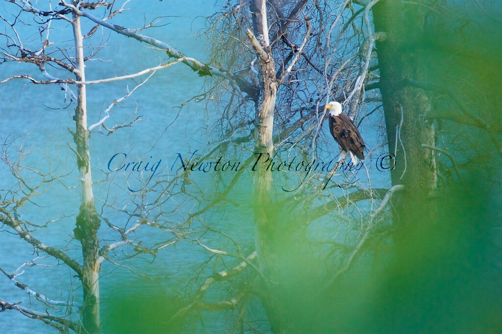 Bald Eagle (Haliaeetus leucocephalus), Jasper NP, Alberta, Canada