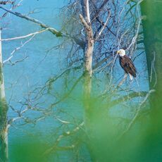 Bald Eagle (Haliaeetus leucocephalus), Jasper NP, Alberta, Canada