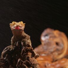 Crested Gecko (Correlophus ciliatus), Controlled Conditions