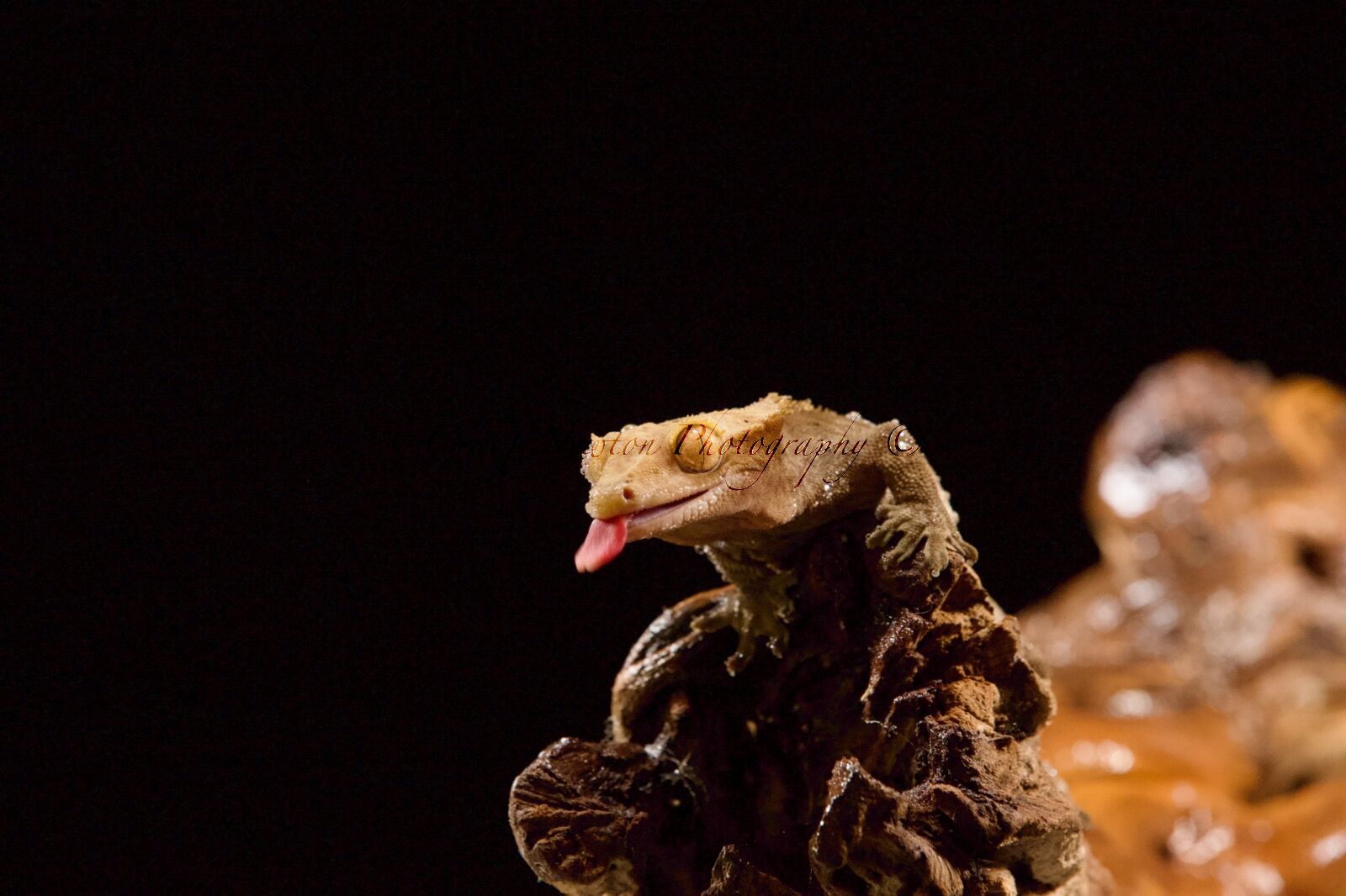 Crested Gecko (Correlophus ciliatus), Controlled Conditions