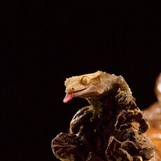 Crested Gecko (Correlophus ciliatus), Controlled Conditions