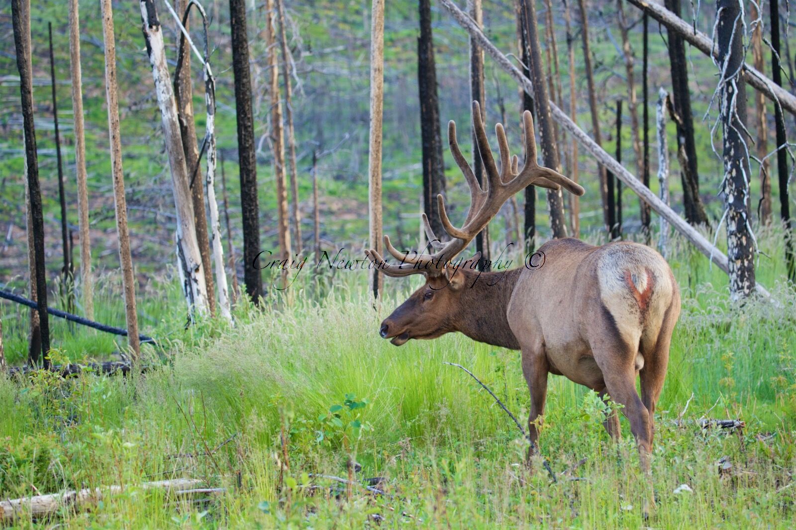 Rocky Mountain Elk (Cervus canadensis nelsoni), Jasper NP, Alberta, Canada