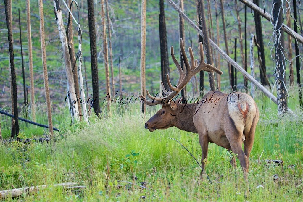 Rocky Mountain Elk (Cervus canadensis nelsoni), Jasper NP, Alberta, Canada