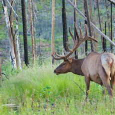 Rocky Mountain Elk (Cervus canadensis nelsoni), Jasper NP, Alberta, Canada