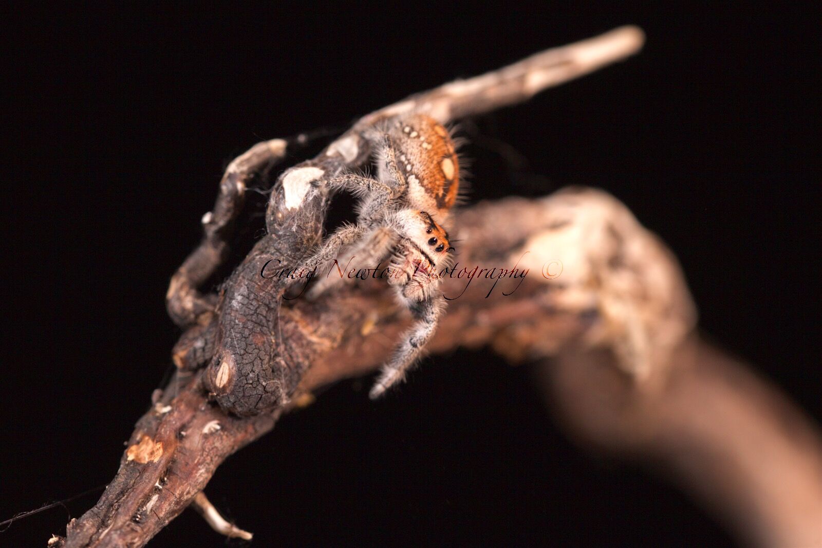 Regal Jumping Spider (Phidippus regius), Controlled Conditions