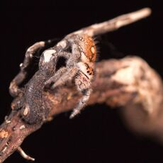 Regal Jumping Spider (Phidippus regius), Controlled Conditions