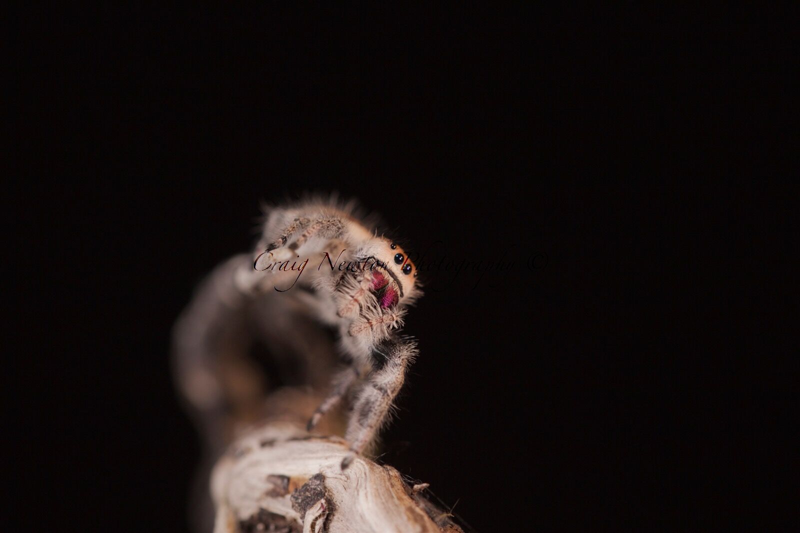 Regal Jumping Spider (Phidippus regius), Controlled Conditions