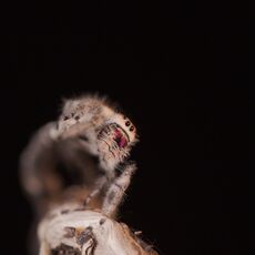 Regal Jumping Spider (Phidippus regius), Controlled Conditions
