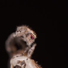Regal Jumping Spider (Phidippus regius), Controlled Conditions