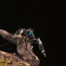 Bold Jumping Spider (Phidippus audax), Controlled Conditions