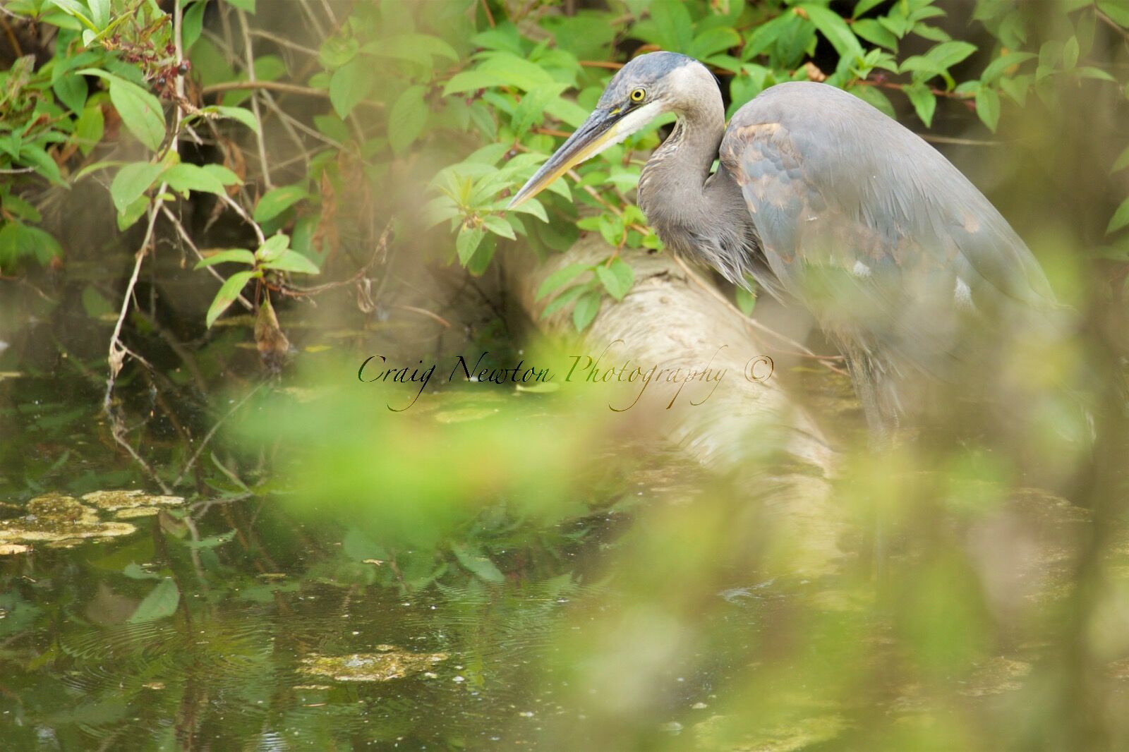 Great Blue Heron (Ardea hernias), Delta, British Columbia, Canada