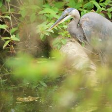 Great Blue Heron (Ardea hernias), Delta, British Columbia, Canada