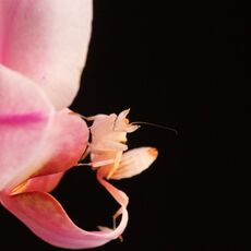 Pink Orchid Mantis (Hymenopus coronatus), Controlled Conditions