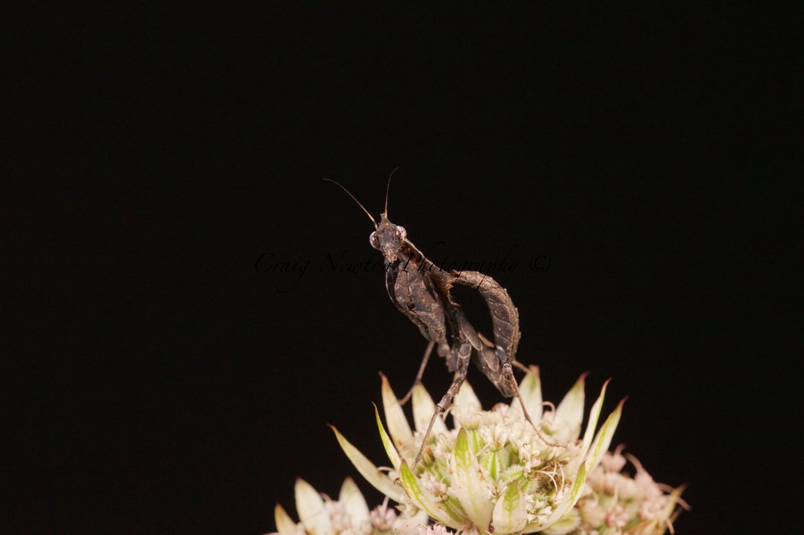 Vietnamese Ghost Mantis (Parablepharis kuhlii), Controlled Conditions