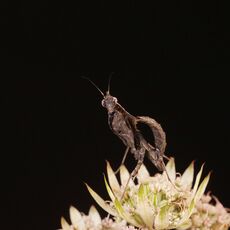 Vietnamese Ghost Mantis (Parablepharis kuhlii), Controlled Conditions