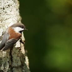 Black-capped Chickadee (Poecile atricapillus), Langley, British Columbia, Canada
