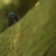Melanistic Eastern Gray Squirrel (Sciurus carolinensis), Langley, British Columbia, Canada