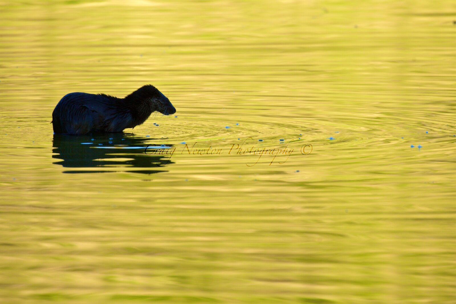 European Otter (Lutra lutra), Edinburgh, Scotland