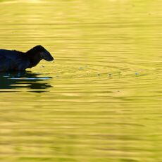 European Otter (Lutra lutra), Edinburgh, Scotland