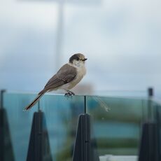 Canada Jay (Perisoreus canadensis), Whistler Mountain, British Columbia, Canada