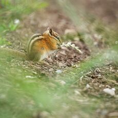 Yellow-pine Chipmunk (Neotamias amoenus), Whistler Mountain, British Columbia, Canada