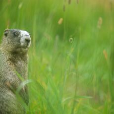 Hoary Marmot (Marmota caligata), Whistler Mountain, British Columbia, Canada