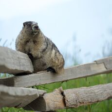 Hoary Marmot (Marmota caligata), Whistler Mountain, British Columbia, Canada