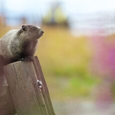 Hoary Marmot (Marmota caligata), Whistler Mountain, British Columbia, Canada