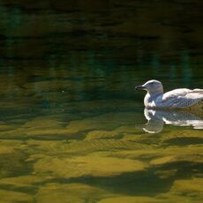 Smithsonian Gull Juvenile (Larus argentatus smithsonianus), Capilano, British Columbia, Canada