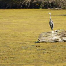 Great Blue Heron (Ardea hernias), Delta, British Columbia, Canada