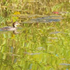 Hooded Merganser Juvenile (Lophodytes cucullatus), Delta, British Columbia, Canada