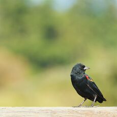 Red-winged Blackbird (Agelaius phoeniceus), Delta, British Columbia, Canada