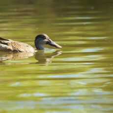 Northern Shoveler (Spatula clypeata), Delta, British Columbia, Canada