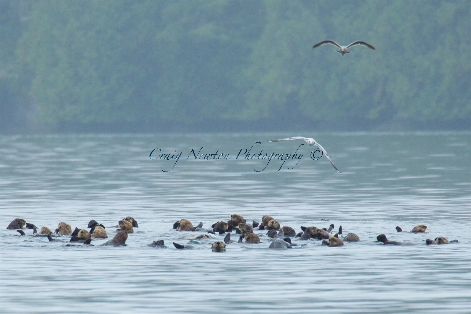 Sea Otter (Enhydra lutris), Clayoquot Sound, British Columbia, Canada