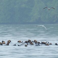Sea Otter (Enhydra lutris), Clayoquot Sound, British Columbia, Canada