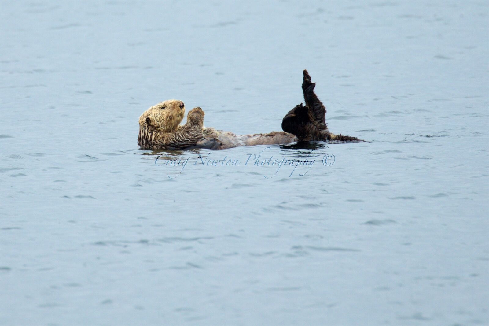 Sea Otter (Enhydra lutris), Clayoquot Sound, British Columbia, Canada