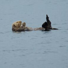 Sea Otter (Enhydra lutris), Clayoquot Sound, British Columbia, Canada