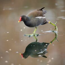 Common Moorhen (Gallinula chloropus), Edinburgh, Scotland
