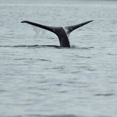 Gray Whale (Eschrichtius robustes), Clayoquot Sound, British Columbia, Canada