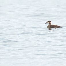 Surf Scoter (Melanitta perspicillata), Clayoquot Sound, British Columbia, Canada