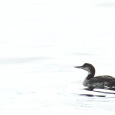 Great Northern Diver (Gavia immer), Clayoquot Sound, British Columbia