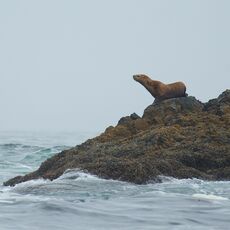 Steller Sea Lions (Eumetopias jubatus), Clayoquot Sound, British Columbia, Canada
