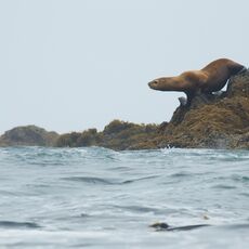 Steller Sea Lions (Eumetopias jubatus), Clayoquot Sound, British Columbia, Canada