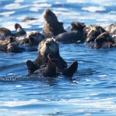 Sea Otter (Enhydra lutris), Clayoquot Sound, British Columbia, Canada