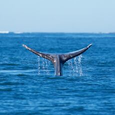 Gray Whale (Eschrichtius robustes), Clayoquot Sound, British Columbia, Canada