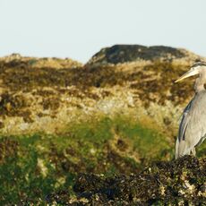 Great Blue Heron (Ardea hernias), Tofino, British Columbia, Canada