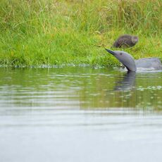 Red-throated Diver (Gavia stellata), Shetland Islands, Scotland (Under Schedule 1 Licence)