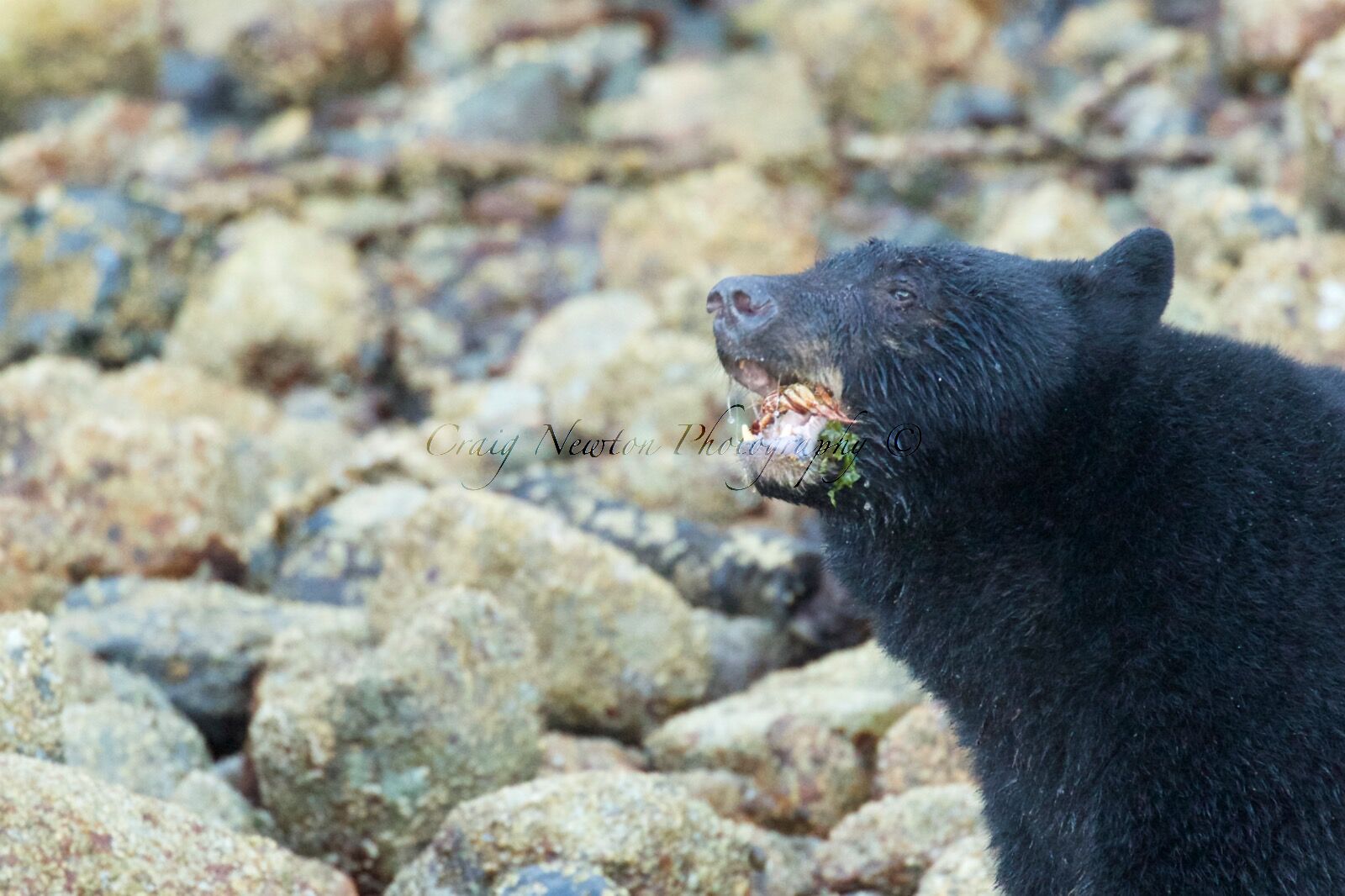American Black Bear (Ursus americans), Clayoquot Sound, British Columbia, Canada