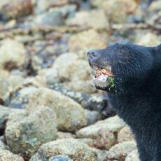 American Black Bear (Ursus americans), Clayoquot Sound, British Columbia, Canada